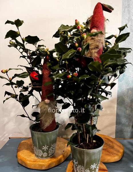 camelia japonica