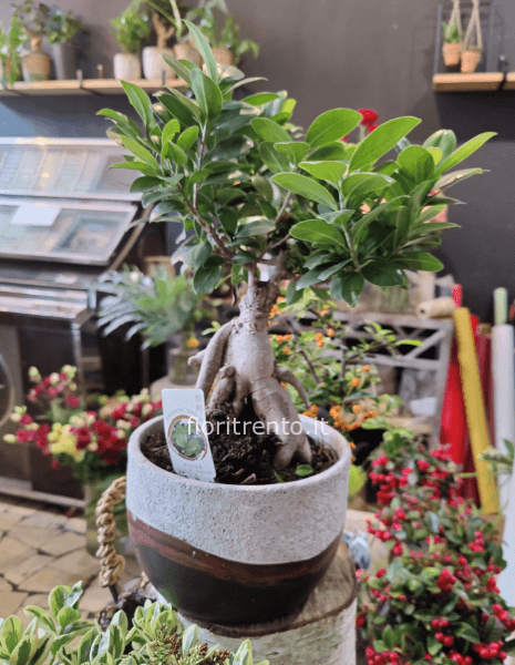 ficus ginseng microcarpa 