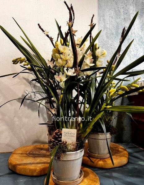 orchidea cymbidium 4 steli natale