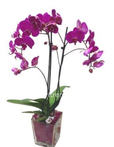 Orchidea Phalænopsis colorata